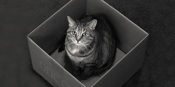 gato-schrodinger