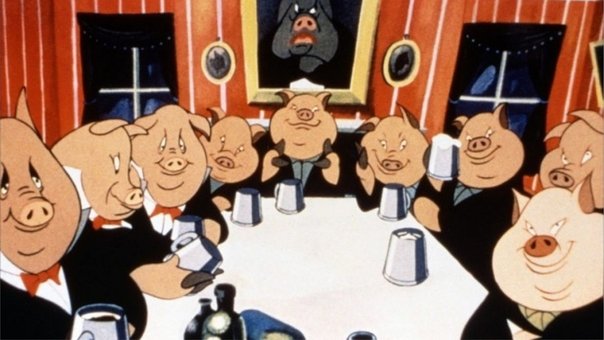 pigs