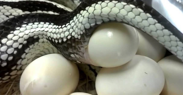 serpiente